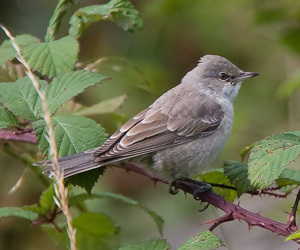 Зэржигэнэ (Харсуун зэржигэнэ)